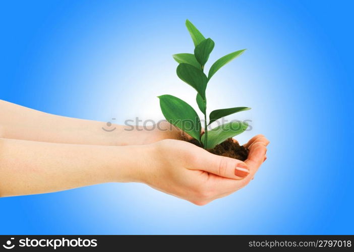 Green seedling in hand isolated on white