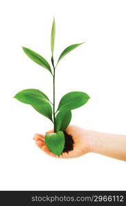 Green seedling in hand isolated on white