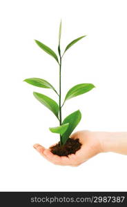 Green seedling in hand isolated on white