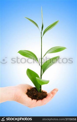Green seedling in hand isolated on white