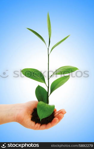 Green seedling in hand isolated on white