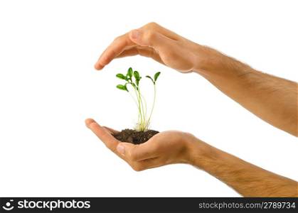 Green seedling in the hand