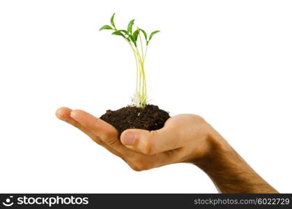 Green seedling in the hand