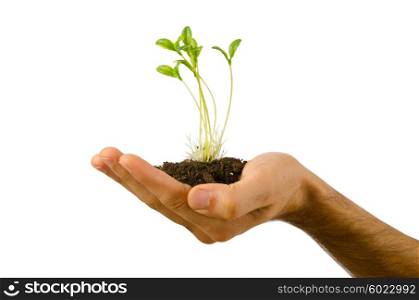 Green seedling in the hand