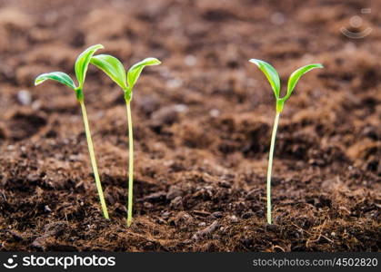 Green seedlings in new life concept