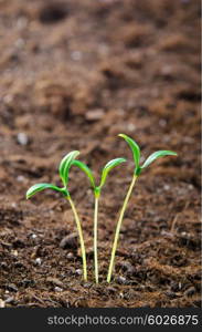 Green seedlings in new life concept