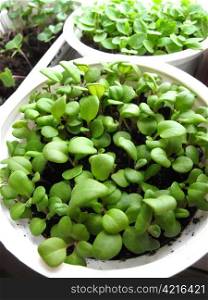 green seedlings in white pots