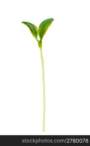 Green seedlings isolated on the white