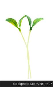 Green seedlings isolated on the white