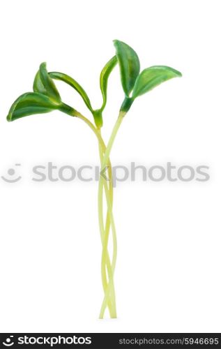 Green seedlings isolated on the white