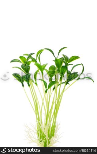 Green seedlings isolated on the white background