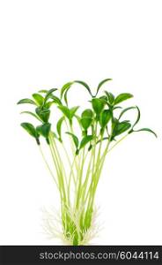 Green seedlings isolated on the white background