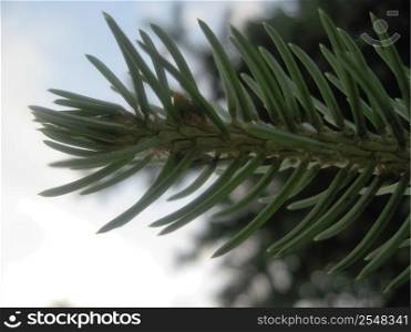 Green sharp pins of the fir branch