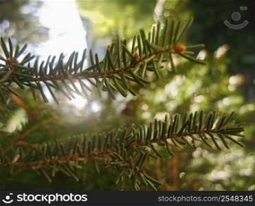 Green sharp pins of the fir branch