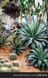 Green sharp spike Agave plant and various kinds of cactus in botanic garden with stone ground