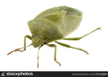 Green shield bug species Palomena prasina in high definition with extreme focus and DOF (depth of field) isolated on white background. Green shield bug species Palomena prasina