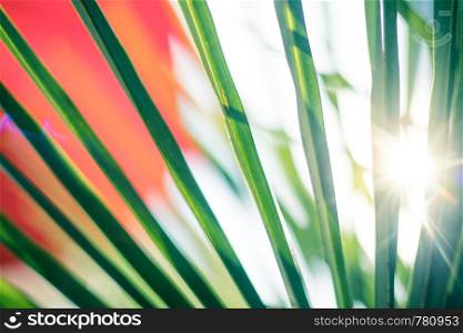 Green shine palm leaves, close up and sunbeam