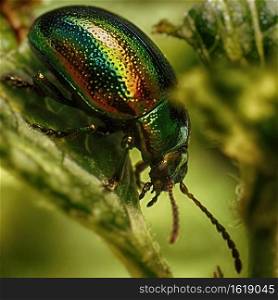 Green shiny beetle on the stem of grass.. Green shiny beetle on stem of grass.