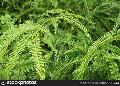 Green shrubs fern in the wild. Green background