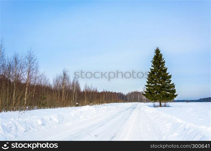 Green slender spruce at the edge of a snowy road in the winter Sunny day.