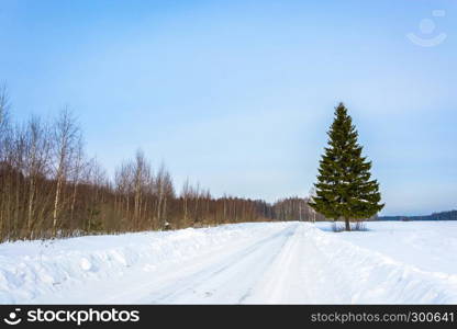 Green slender spruce at the edge of a snowy road in the winter Sunny day.