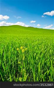 Green Sloping Meadows of Tuscany