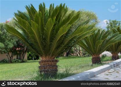 Green Small Palm Tree in Line: Palmetto