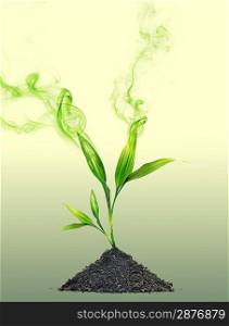 Green smoke around young plant