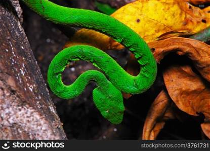 Green snake, Green pit viper or Asian pit viper, in ground forest