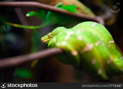 Green snake (Morelia viridis) sitting on tree