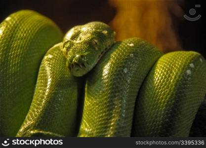Green snake Python