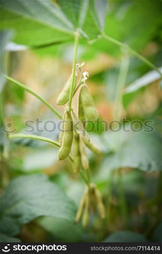 Green soybean on the tree / Young soybean seeds on the plant growing in the agriculture