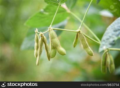 Green soybean on the tree / Young soybean seeds on the plant growing in the agriculture