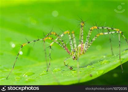 Green spider macro Long legs on a leaf Green scene