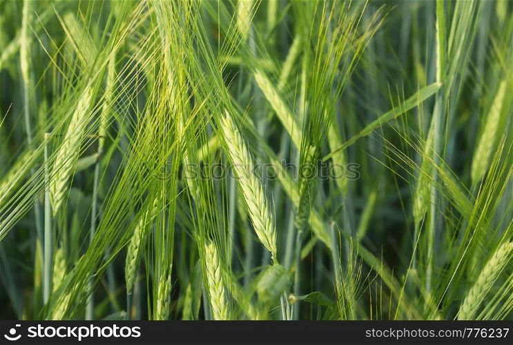 Green spikelets of barley closeup in the field at summer day. Natural background - the concept of harvest and healthy nutrition. Selective focus, blurred vignette.