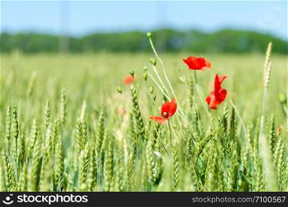 green spikes in a field and beautiful red poppy flowers close up