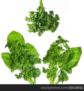 green spinach and parsley isolated on white