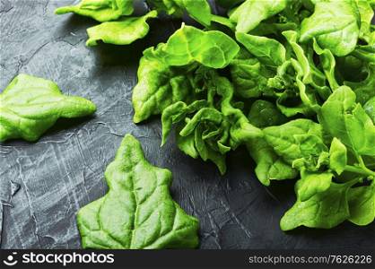 Green spinach leaf on a blue slate background. Fresh spinach leaves