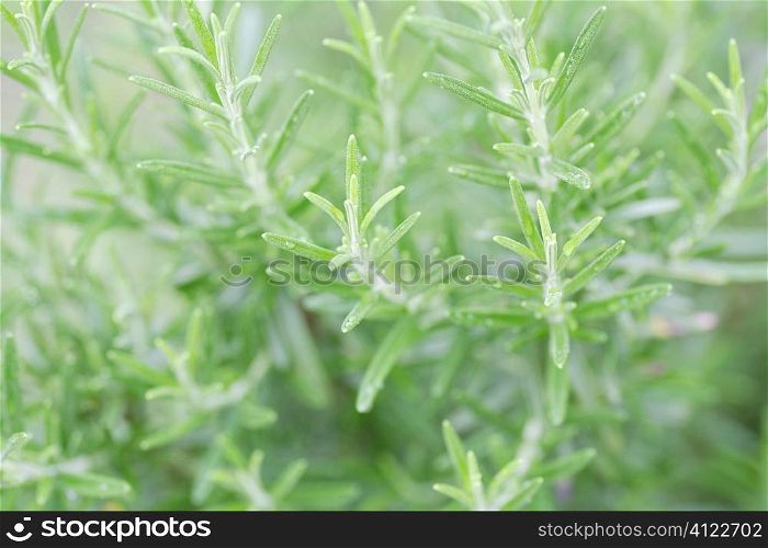 Green spiny plant