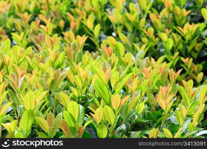 green spring bush in park (nature background)