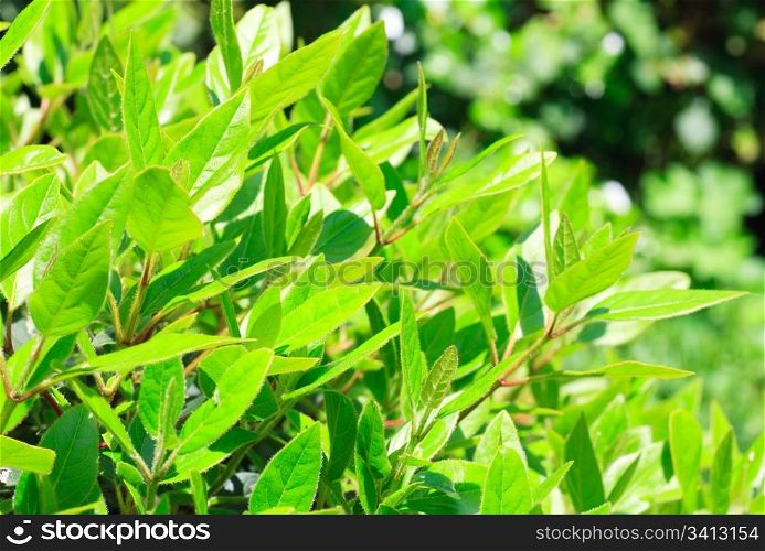 green spring bush in park (nature background)