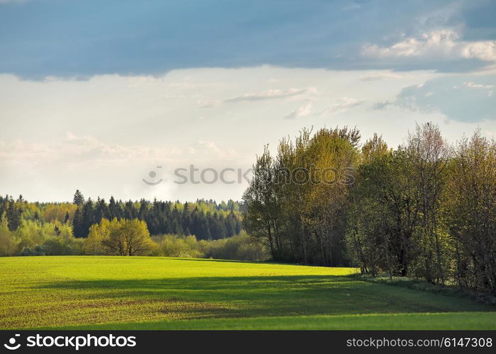 Green spring fields. Sunny day in Belarus