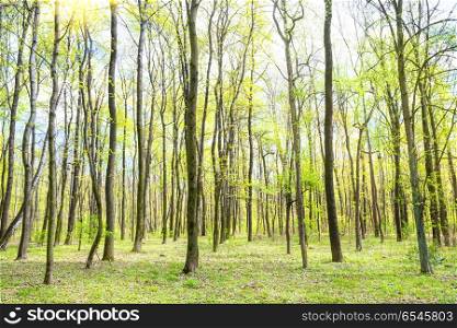 Green spring forest. Green spring forest with sun, young new green leaves on the trees