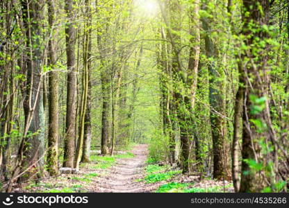 Green spring forest with first spring leaves and path