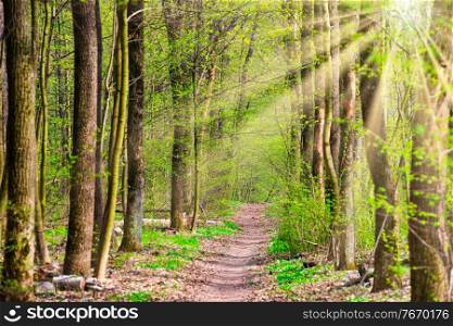Green spring forest with first spring leaves, sun light and path through green trees