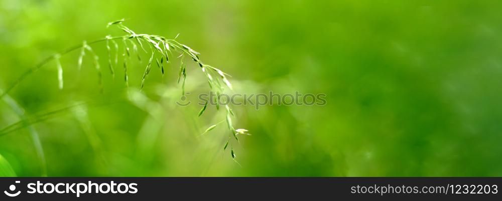 green spring grass bokeh background