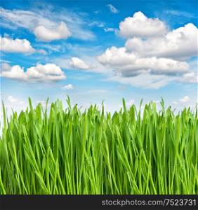 Green spring grass with water drops over beautiful blue sky. Environment and ecology concept