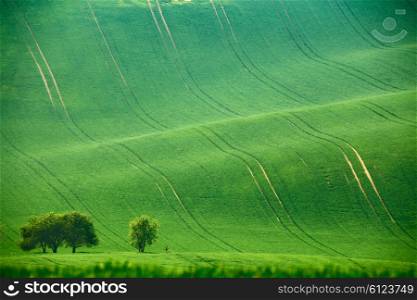 Green spring hills. Arable lands in Moravia