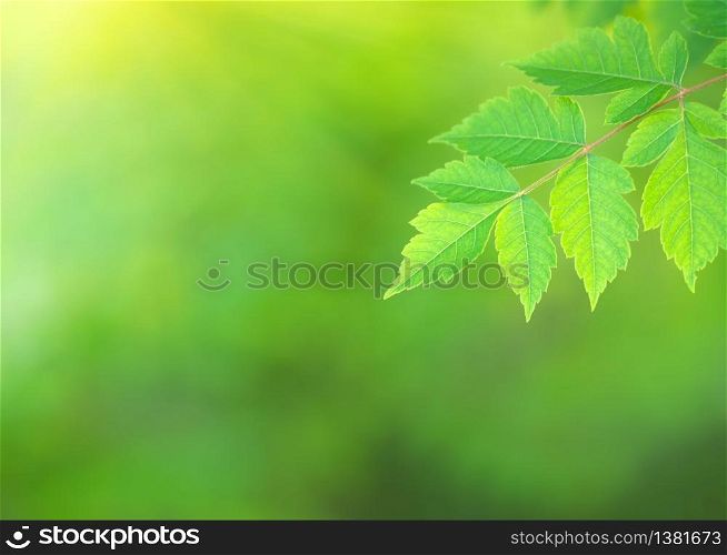 Green spring leaf of Koelreuteria paniculata branch with fresh leaf podstree and beautiful bokeh background. Composition of nature.