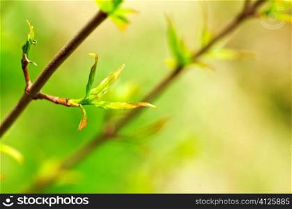 Green spring leaves budding new life in clean environment